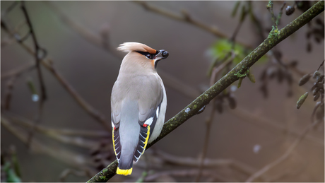 Pestvogel