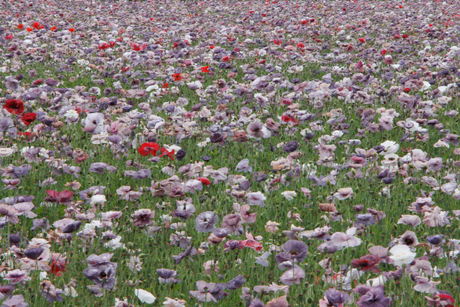 Zomerbloemen