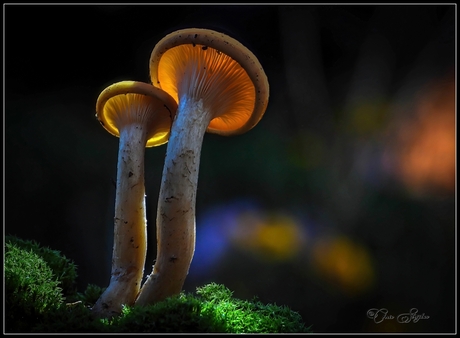 Gloeiende paddenstoelen