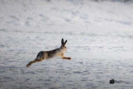 Rennende haas in de sneeuw