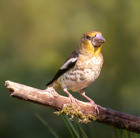 de Stoerste vink 