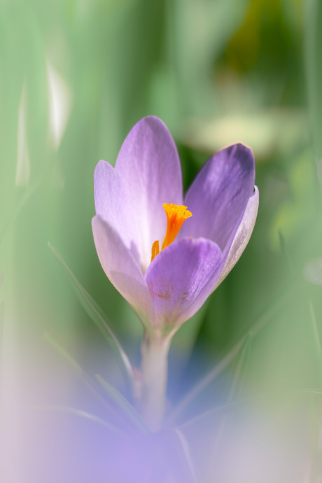 Krokus macroshot