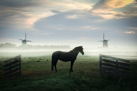 Serene dawn: horse, windmills, mist