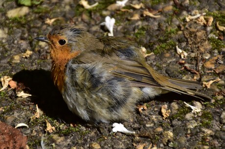 Net uit het nest