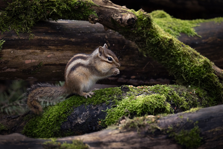 Tussen het mos en de stronken verscholen...