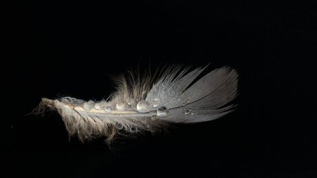 Plume et gouttelettes.