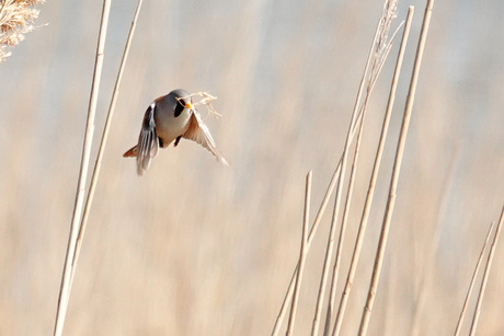 Baardmannetje gaat nestje bouwen