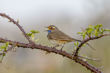Blauwborst