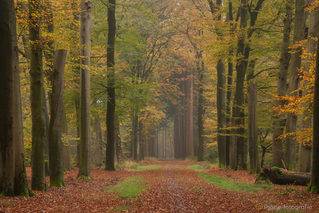 In the forest