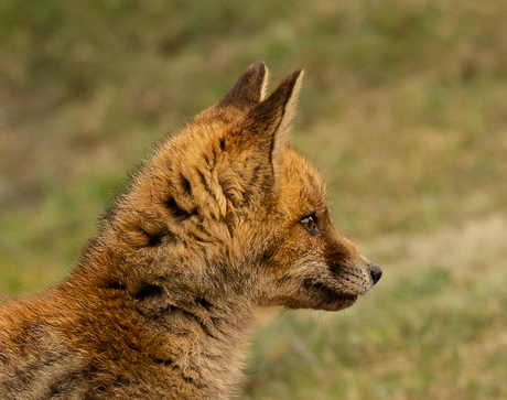 vos an profile
