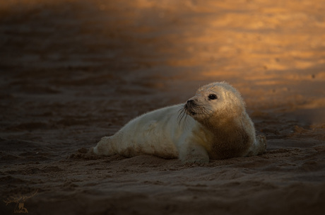 Zeehonden pup 