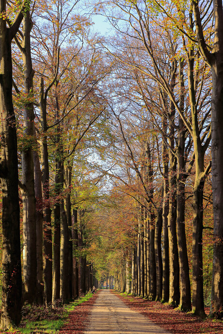 Herfst kleur