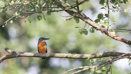 ijsvogel