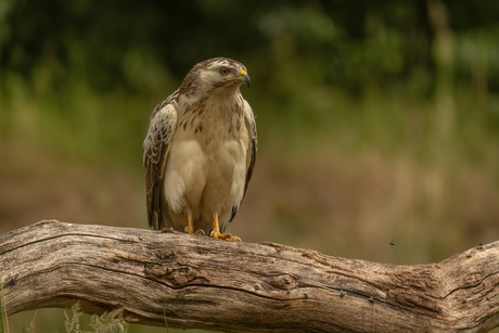 Blonde Buizerd