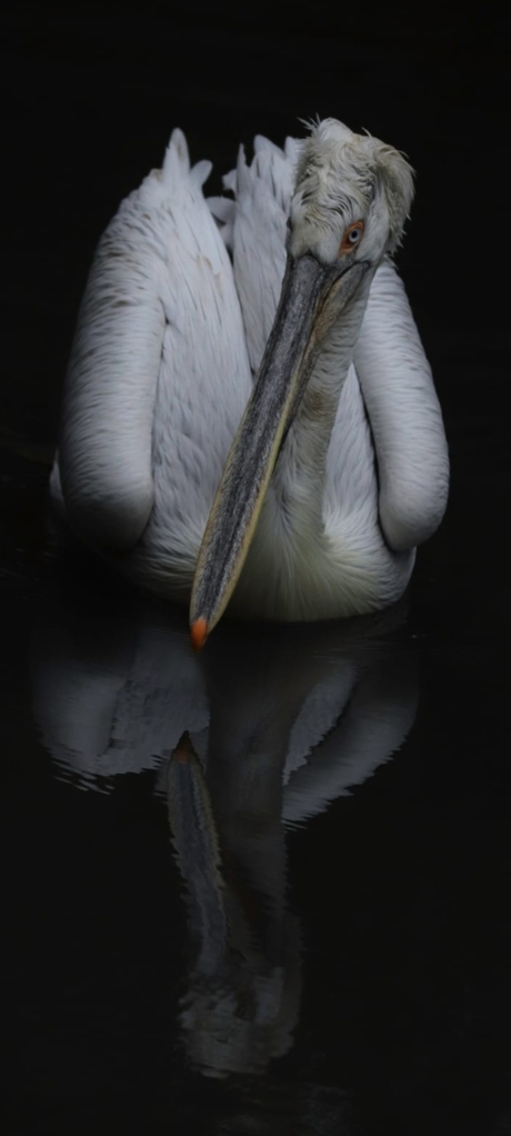Kroes pelikaan