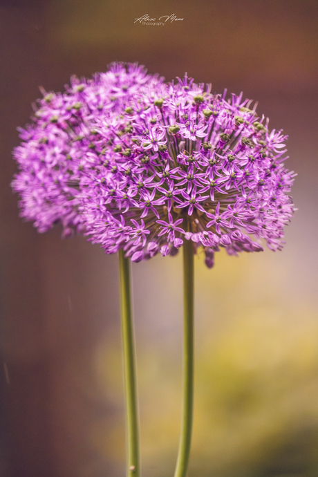 Allium