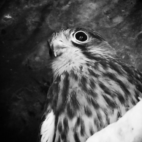 Kestrel baby