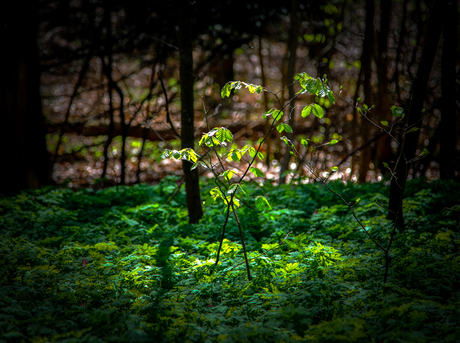 Groen ontspringt