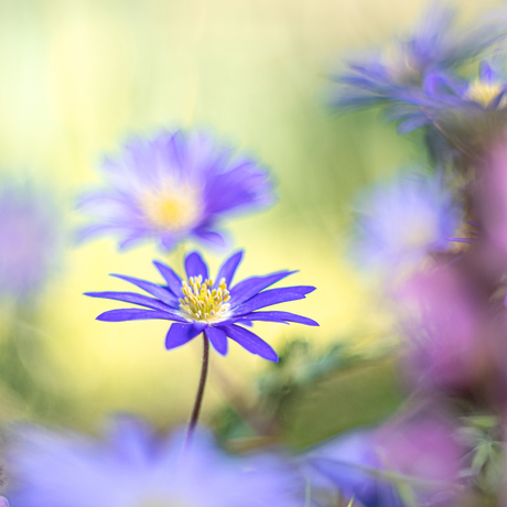 Purple beauty