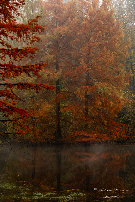 Herfstkleuren