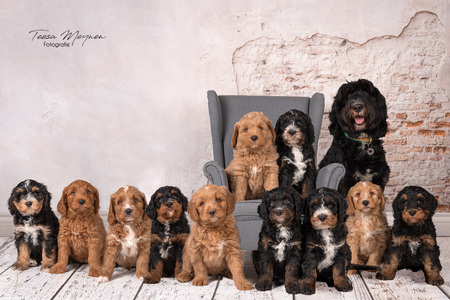 Nest bernerdoodles - Nest bernerdoodles - foto door tessameynenfotografie op 04-01-2023 - locatie: Hoogstraten, België - deze foto bevat: dieren, honden, puppy, bruin, hond, gewerveld, hondenras, carnivoor, zoogdier, lever, reekalf, gezelschapshond, werkend dier