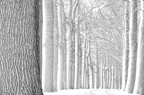 Laan van Duivenvoorde