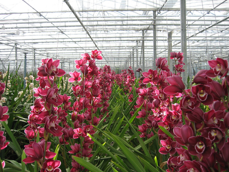 Orchidee
