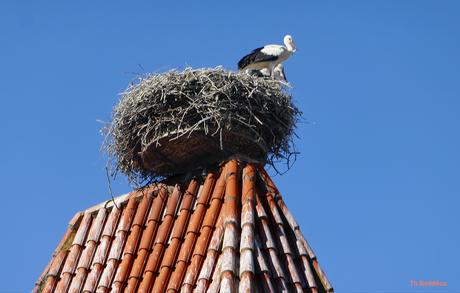 2007050524mt  ruim nest