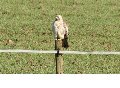 witte buizerd 2.jpg