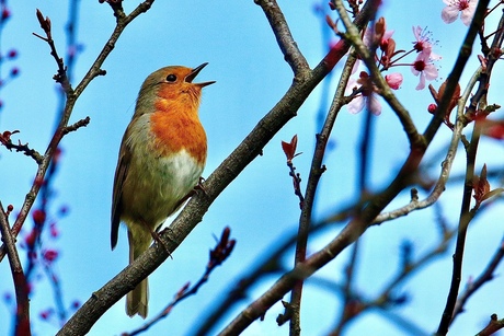 Uit volle (rood)borst