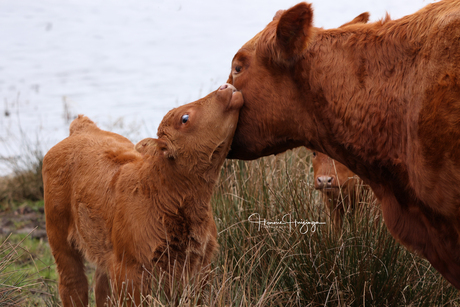 Koe en kalfje 