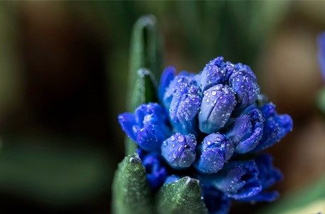 Een Hyacinth in de regen