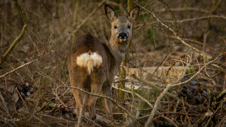 Ree in het Leeuwarderbos