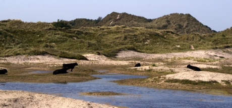 Terschelling 2011