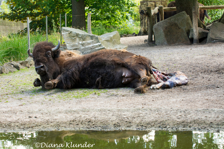 Geboorte van een bisonkalf in Tierpark Nordhorn