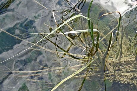 Riet in meer van Plitvicka Jezera