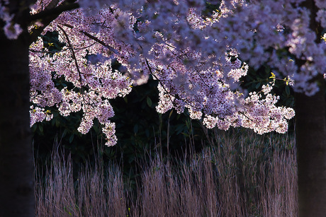 Lentebloesem in het Amsterdamse Bos