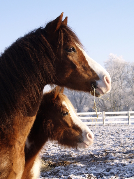 2 paarden hoofden