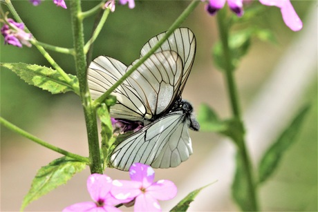 The butterfly kiss..