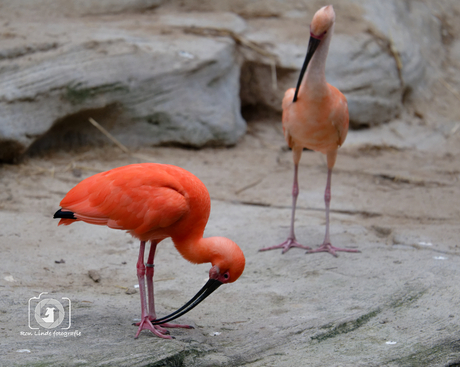 wat zit daar tussen mijn tenen?