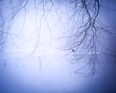 Een kleurrijk vogeltje in een kleurloze omgeving..