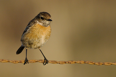 Roodborst Tapuit