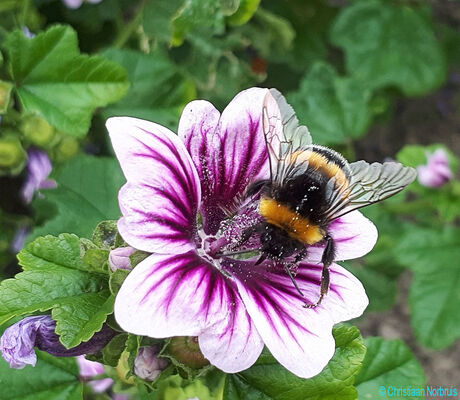 De Hommel