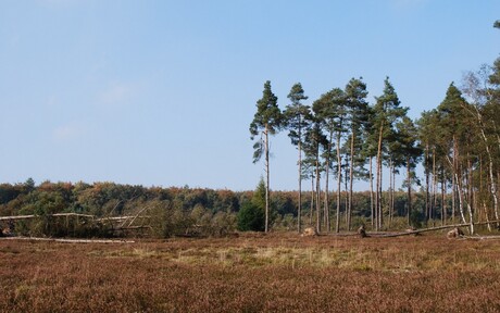 Bomen in natuurpark het Leesten