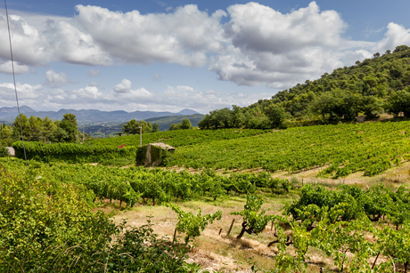 wijngaarden zuid Frankrijk.