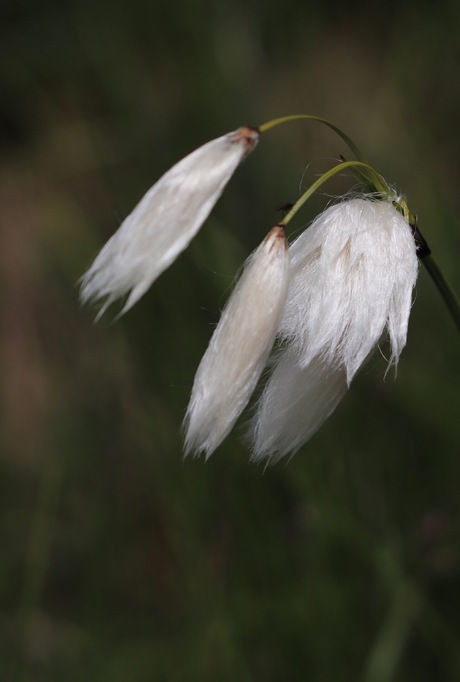 Bergbloemen