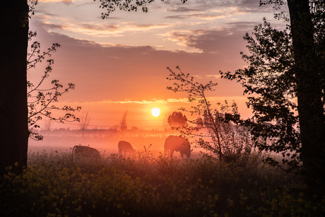 Koningsdag begint Oranje