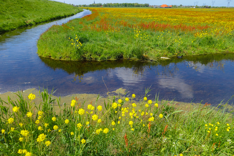 Langs de dijk