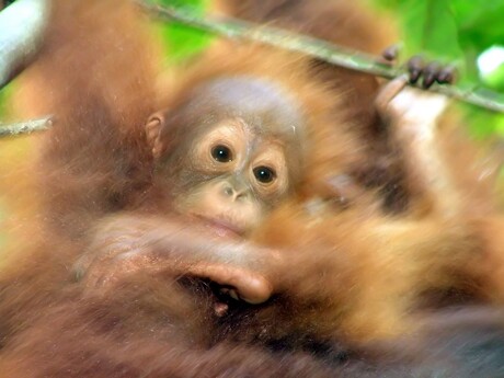 Semenggoh-Sarawak-Maleisie