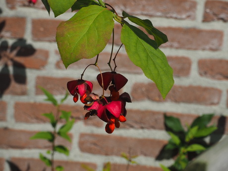 Vruchtjes kardinaalsmuts